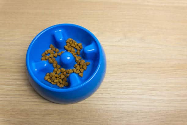 【養寵物必備】毛小孩也要懂生活!盤點8個寵物周邊用品,從配件到小物一次整理給你看~ 3 叮咚News|分享新奇與樂趣 - 圖4 1