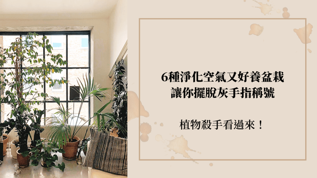植物殺手看過來！6種淨化空氣的室內植物超好養，讓你擺脫灰手指稱號