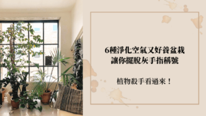 植物殺手看過來！6種淨化空氣的室內植物超好養，讓你擺脫灰手指稱號