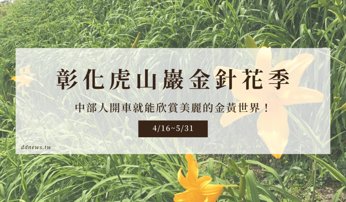 彰化虎山巖金針花季