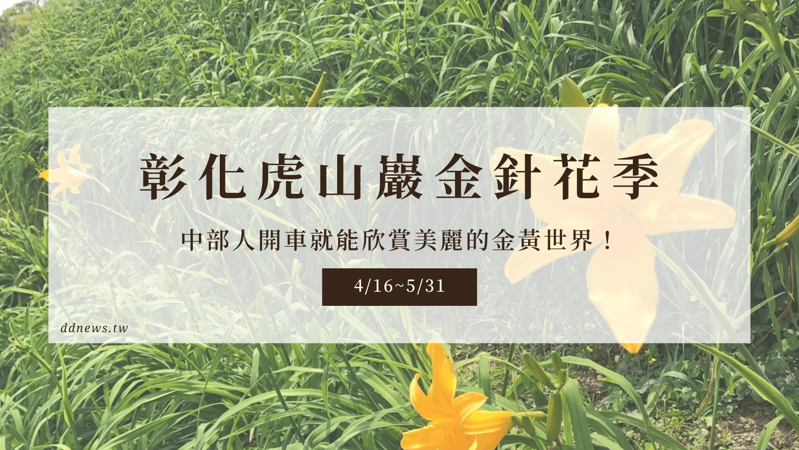 彰化虎山巖金針花季
