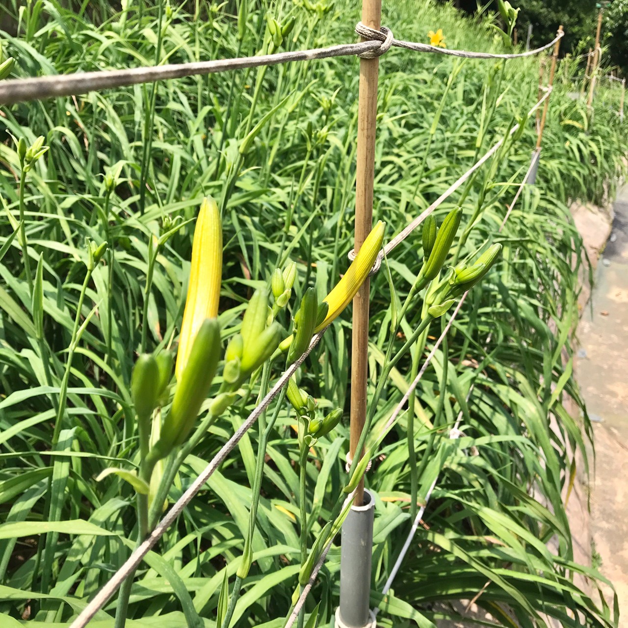 彰化虎山巖金針花季(4/16~5/31),中部人不必舟車勞頓到六十石山,也能欣賞美麗的金黃世界! 叮咚News|分享新奇與樂趣