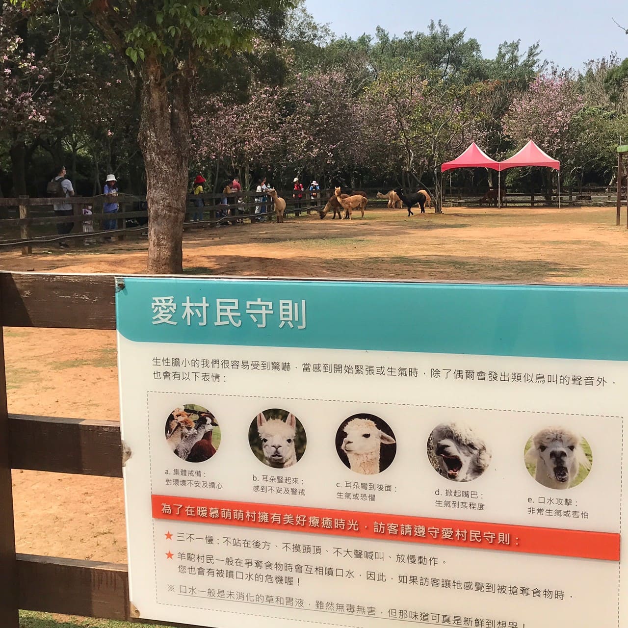 桃園一日遊|中壢市區親子古蹟景點/草泥馬、梅花鹿、水豚君一次擁有/巷弄內超人氣海鮮丼! 暖暮萌萌村
