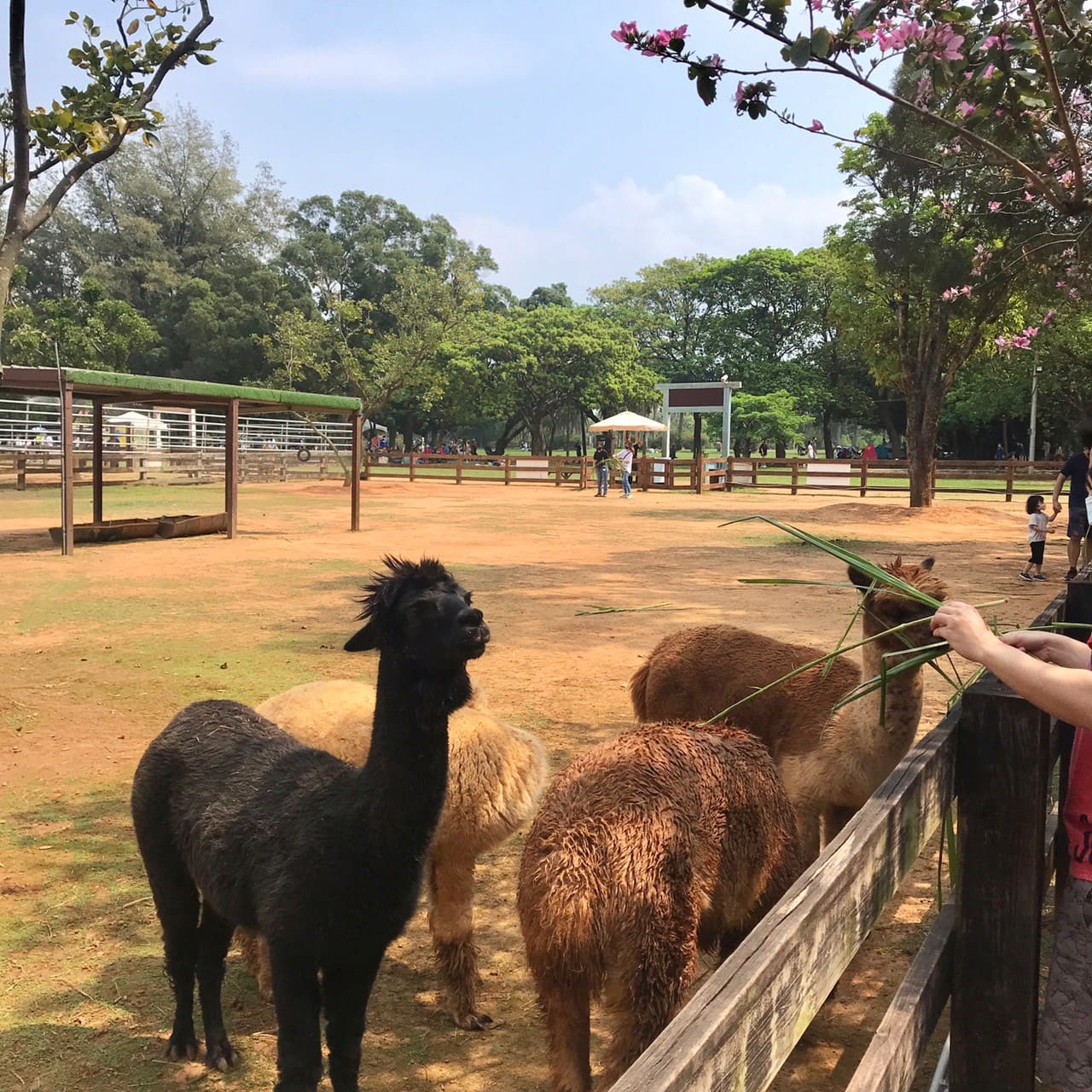 桃園一日遊|中壢市區親子古蹟景點/草泥馬、梅花鹿、水豚君一次擁有/巷弄內超人氣海鮮丼! 暖暮萌萌村