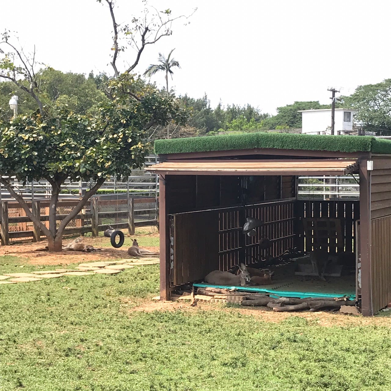 桃園一日遊|中壢市區親子古蹟景點/草泥馬、梅花鹿、水豚君一次擁有/巷弄內超人氣海鮮丼! 暖暮萌萌村