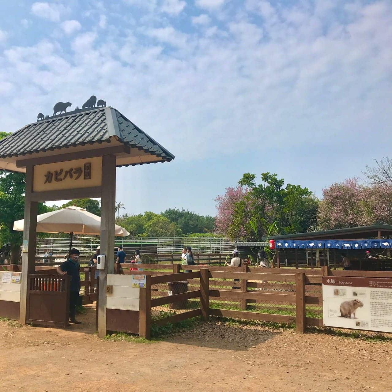 桃園一日遊|中壢市區親子古蹟景點/草泥馬、梅花鹿、水豚君一次擁有/巷弄內超人氣海鮮丼! 暖暮萌萌村