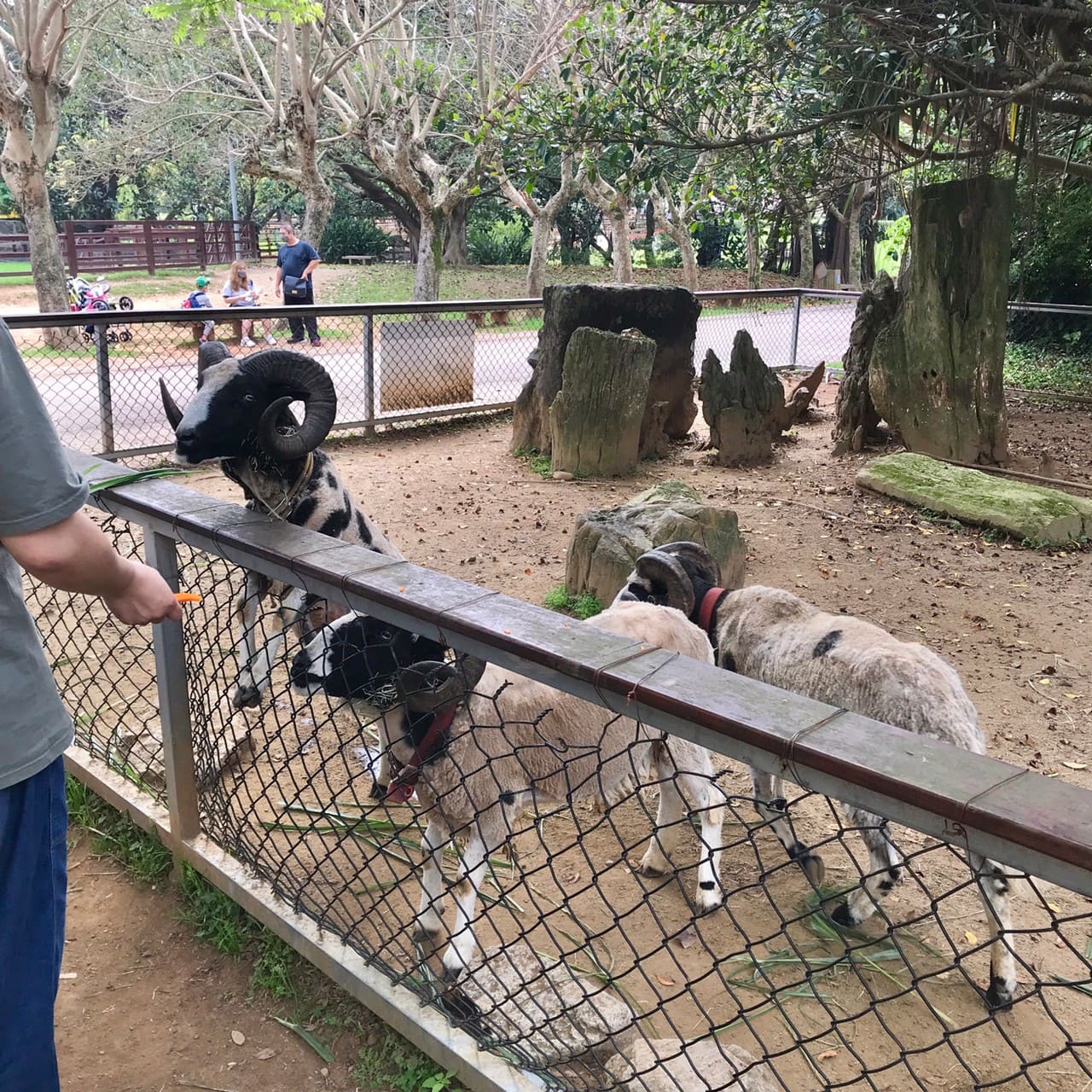 桃園一日遊|中壢市區親子古蹟景點/草泥馬、梅花鹿、水豚君一次擁有/巷弄內超人氣海鮮丼! 暖暮萌萌村