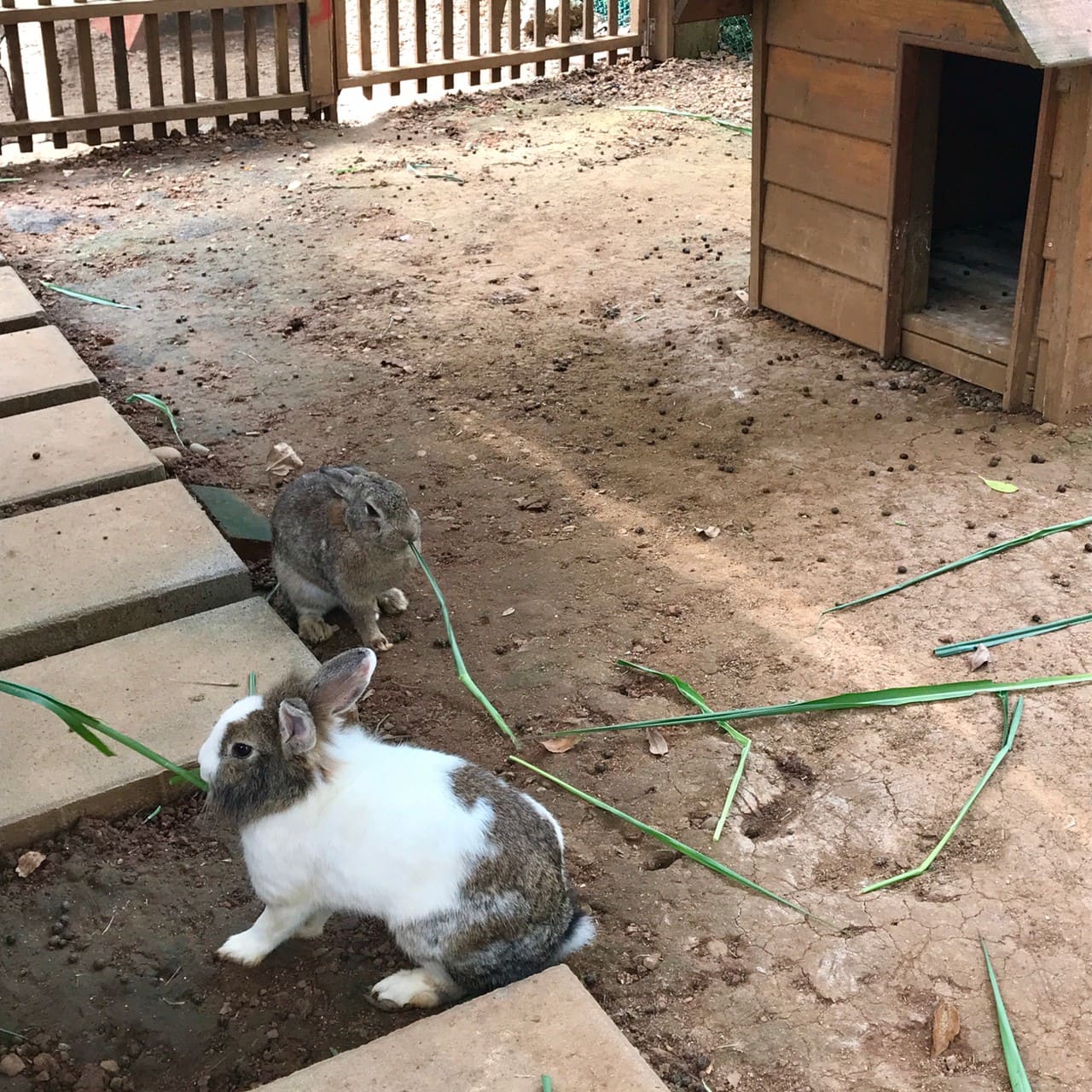 桃園一日遊|中壢市區親子古蹟景點/草泥馬、梅花鹿、水豚君一次擁有/巷弄內超人氣海鮮丼! 暖暮萌萌村