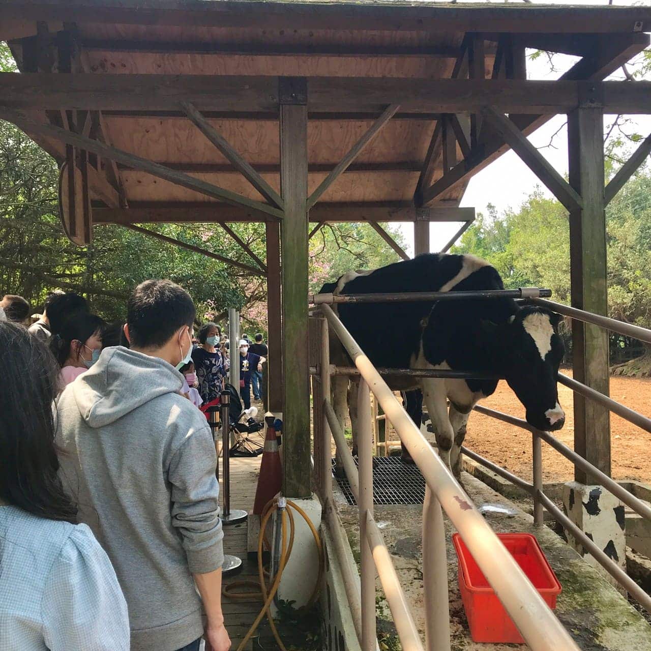 桃園一日遊|中壢市區親子古蹟景點/草泥馬、梅花鹿、水豚君一次擁有/巷弄內超人氣海鮮丼! 擠ㄋㄟㄋㄟ體驗