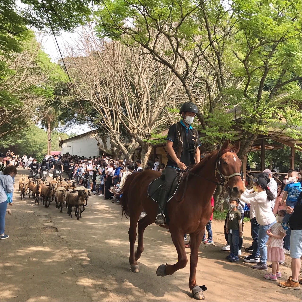 桃園一日遊|中壢市區親子古蹟景點/草泥馬、梅花鹿、水豚君一次擁有/巷弄內超人氣海鮮丼! 牛仔趕羊秀