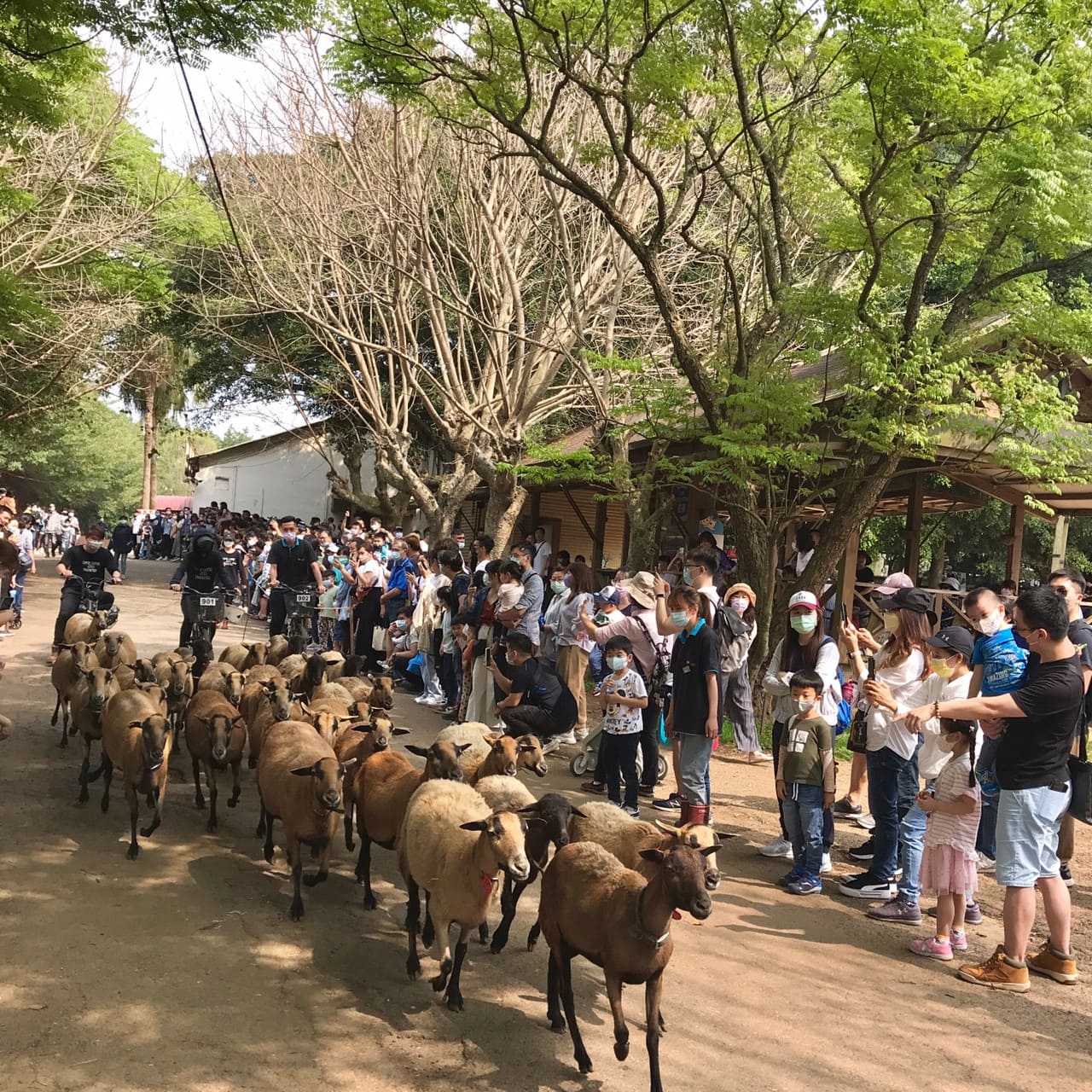 桃園一日遊|中壢市區親子古蹟景點/草泥馬、梅花鹿、水豚君一次擁有/巷弄內超人氣海鮮丼! 牛仔趕羊秀