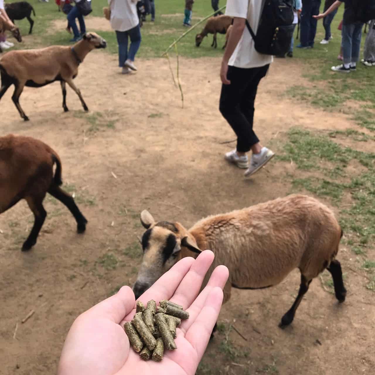 桃園一日遊|中壢市區親子古蹟景點/草泥馬、梅花鹿、水豚君一次擁有/巷弄內超人氣海鮮丼! 牛仔趕羊秀