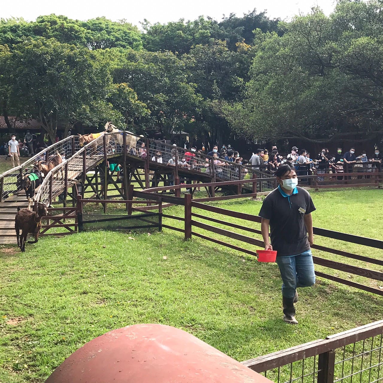 桃園一日遊|中壢市區親子古蹟景點/草泥馬、梅花鹿、水豚君一次擁有/巷弄內超人氣海鮮丼! 賽福羊,押寶箱