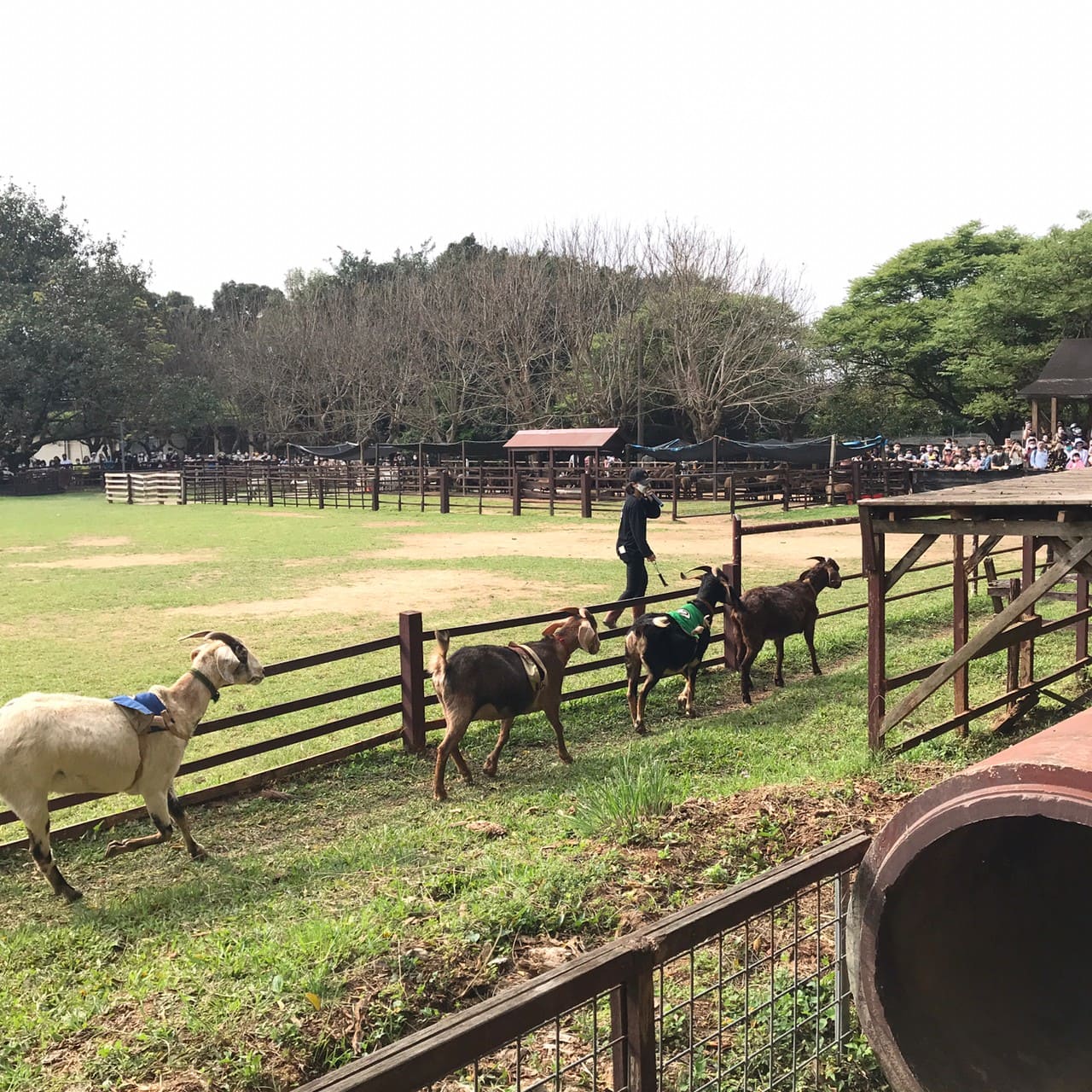 桃園一日遊|中壢市區親子古蹟景點/草泥馬、梅花鹿、水豚君一次擁有/巷弄內超人氣海鮮丼! 賽福羊,押寶箱