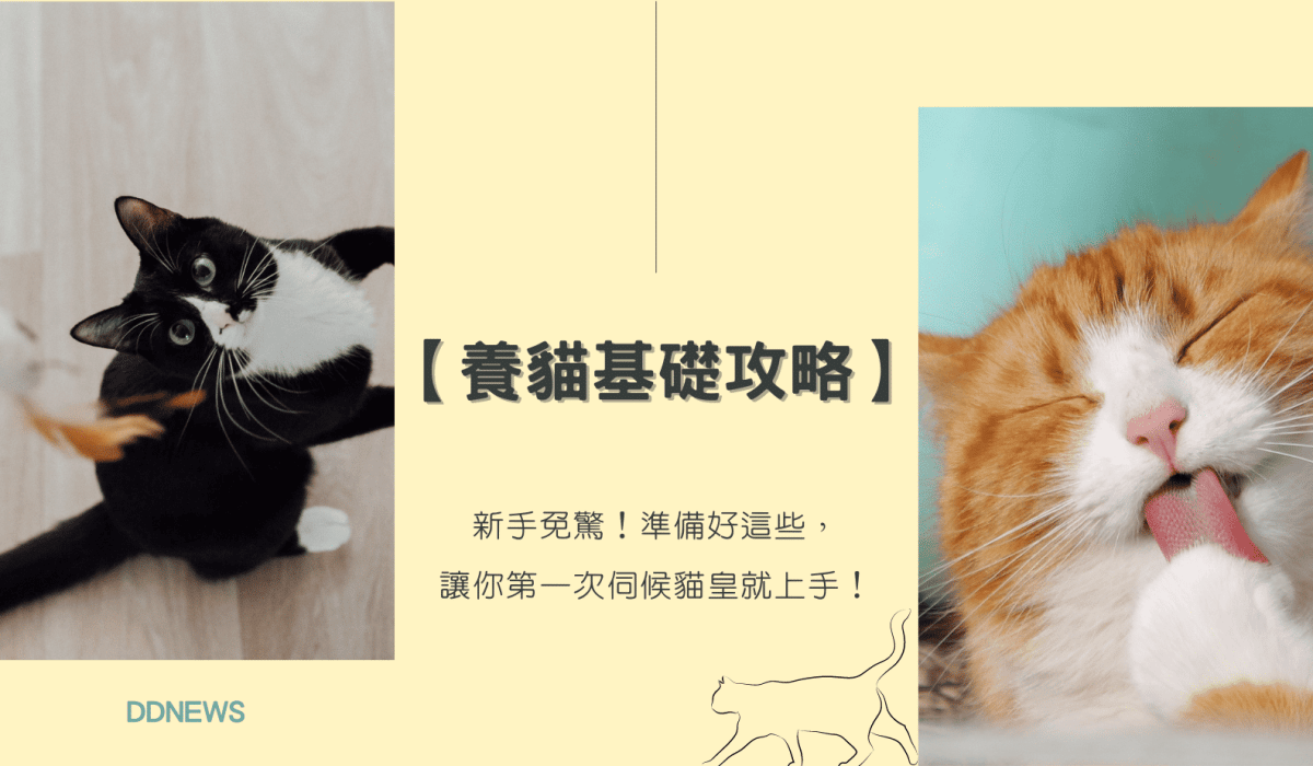 養貓攻略