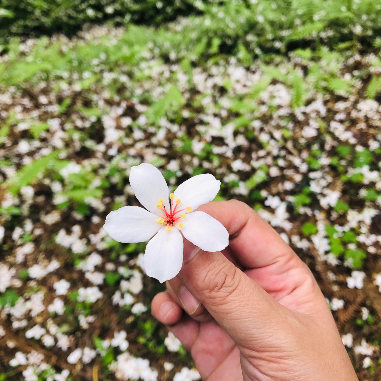 五月雪,賞桐花!來【東勢林場】淋一場浪漫桐花雨 台中桐花步道