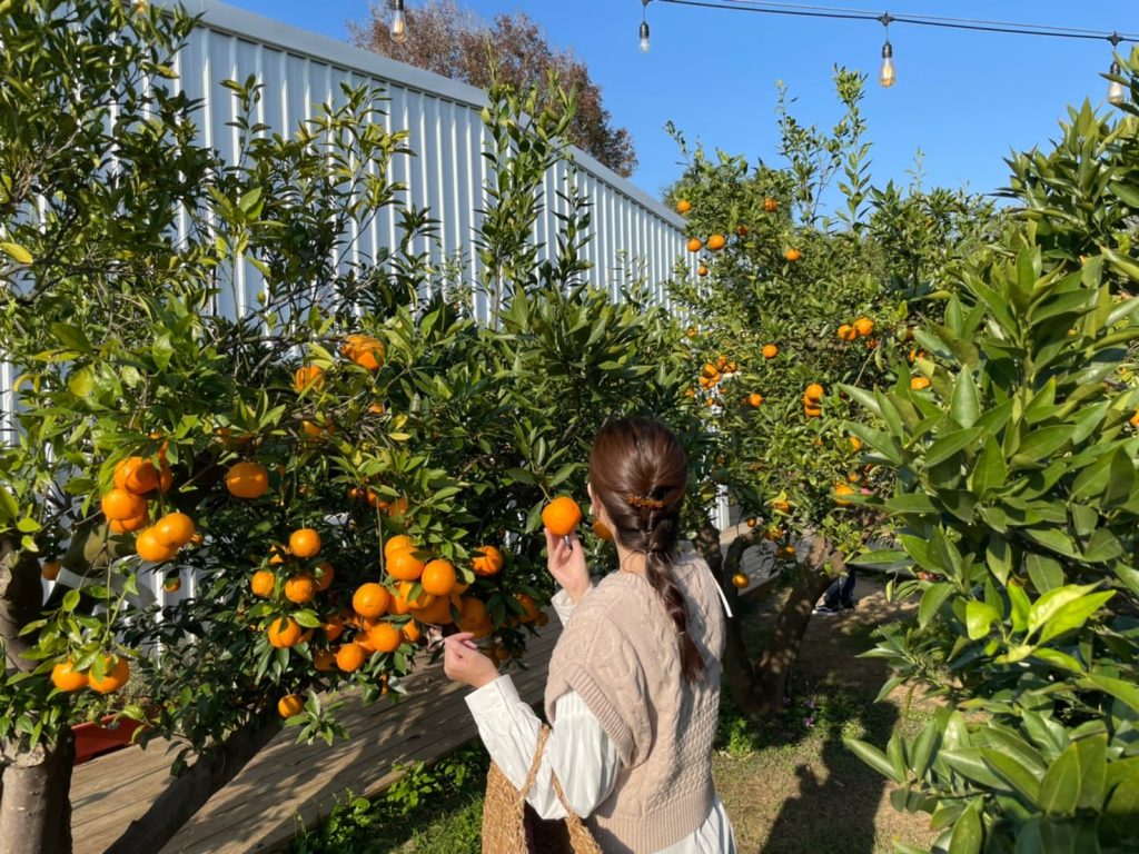【橙香森林】苗栗著名網紅景點,好拍又好玩的台灣版濟州島浪漫橘子園 圖11