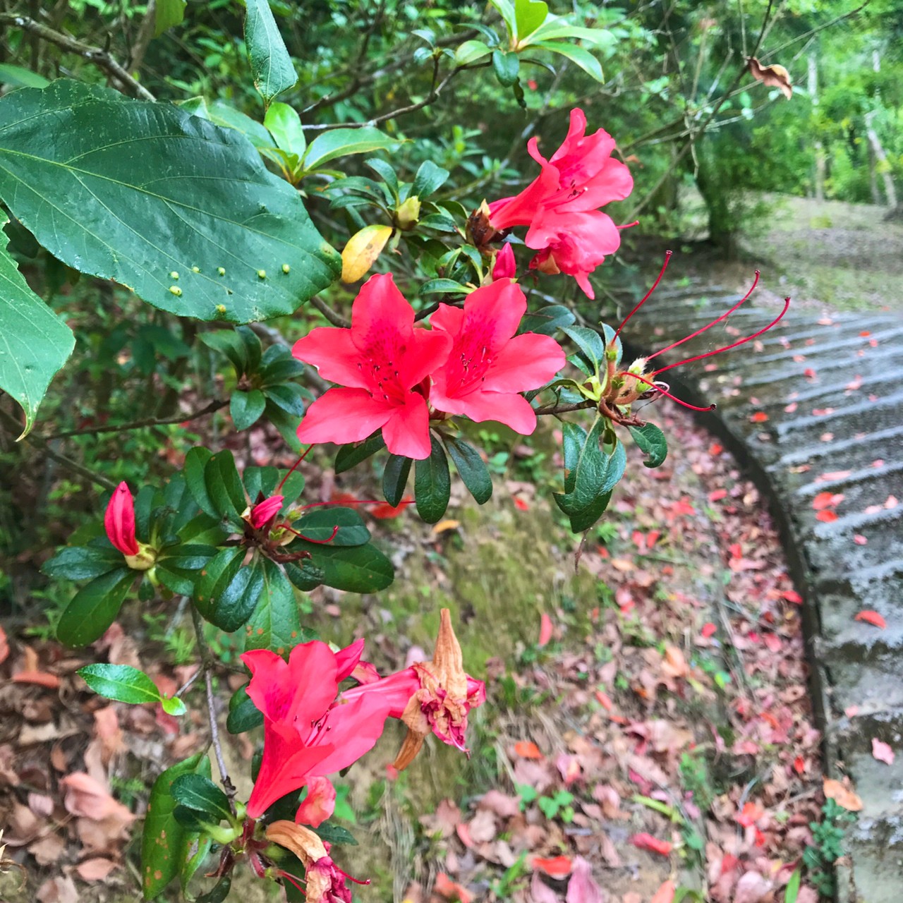 五月雪,賞桐花!來【東勢林場】淋一場浪漫桐花雨 叮咚News|分享新奇與樂趣