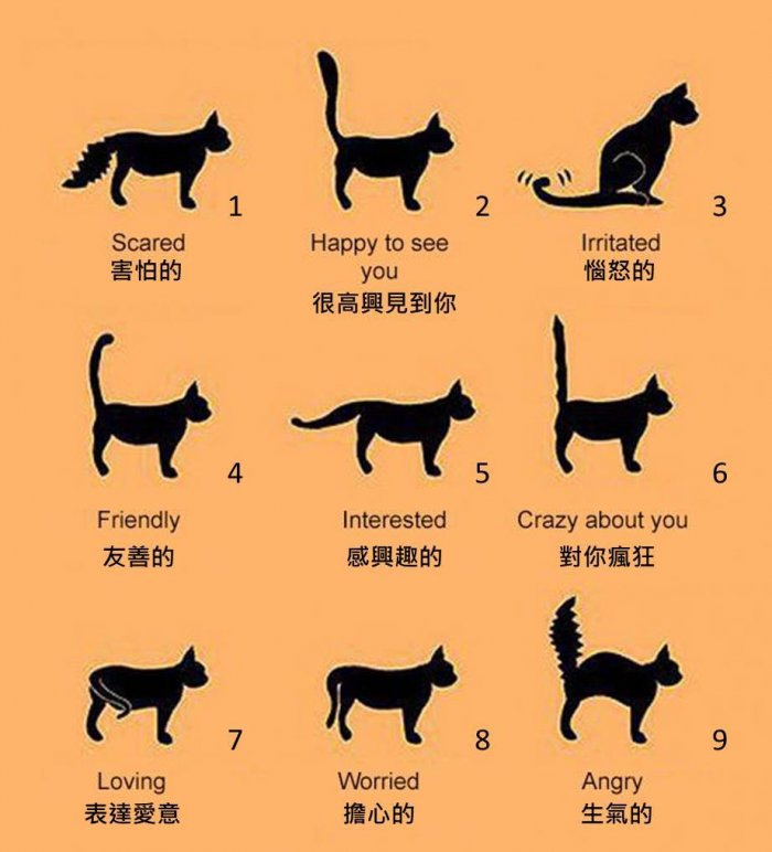 圖3-貓咪尾巴特徵