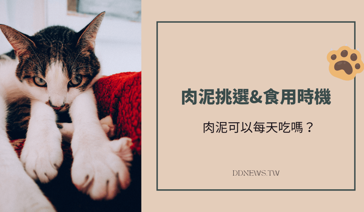 貓肉泥多久吃一次