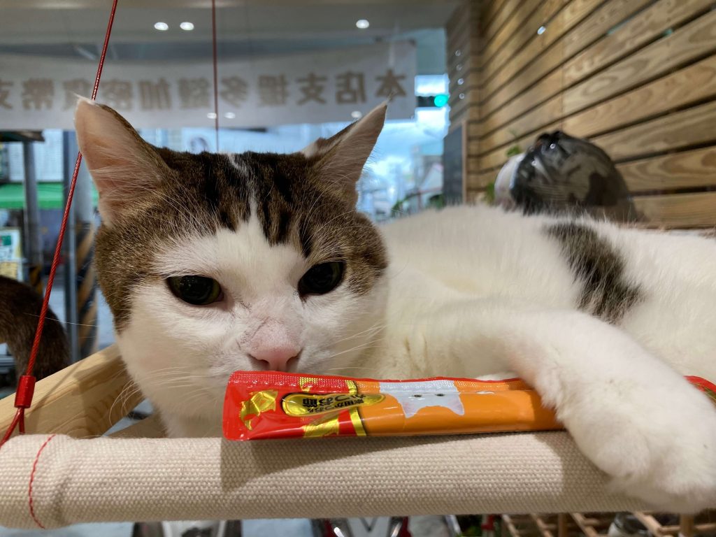 叮咚News｜分享新奇與樂趣 - 圖4貓咪最愛零食之一「肉泥」