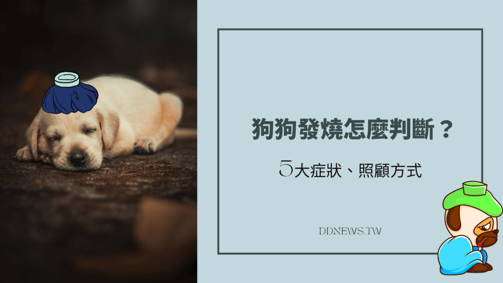 狗狗發燒的症狀