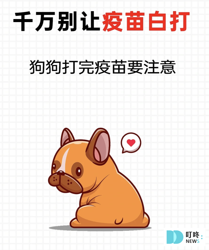 狗狗疫苗接種攻略|狂犬病、萊姆病、十合一疫苗多久打一次?費用怎麼算?成犬疫苗幼犬疫苗 叮咚News|分享新奇與樂趣