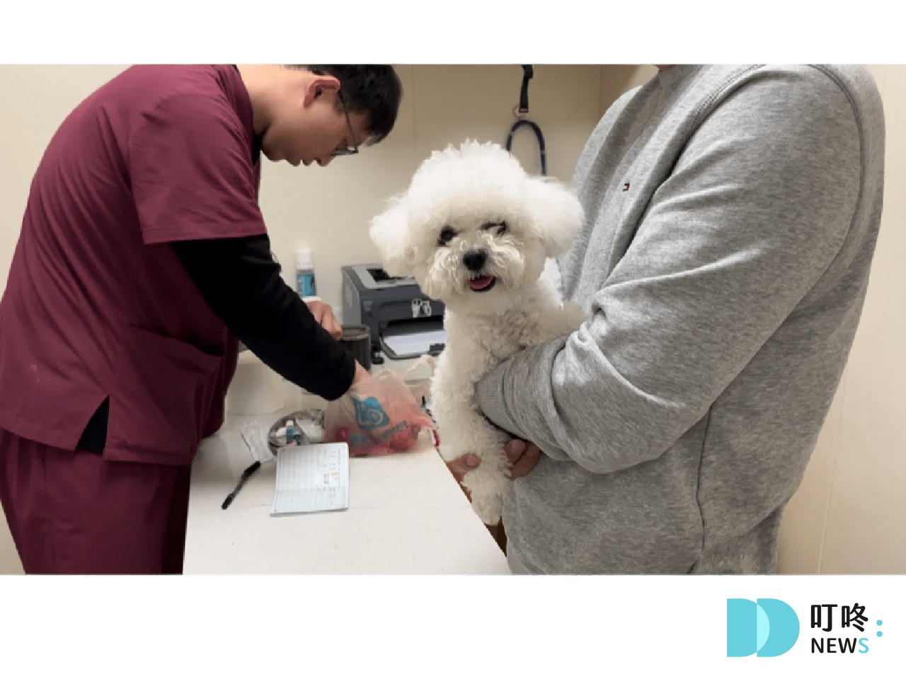 狗狗疫苗接種攻略|狂犬病、萊姆病、十合一疫苗多久打一次?費用怎麼算?成犬疫苗幼犬疫苗 叮咚News|分享新奇與樂趣