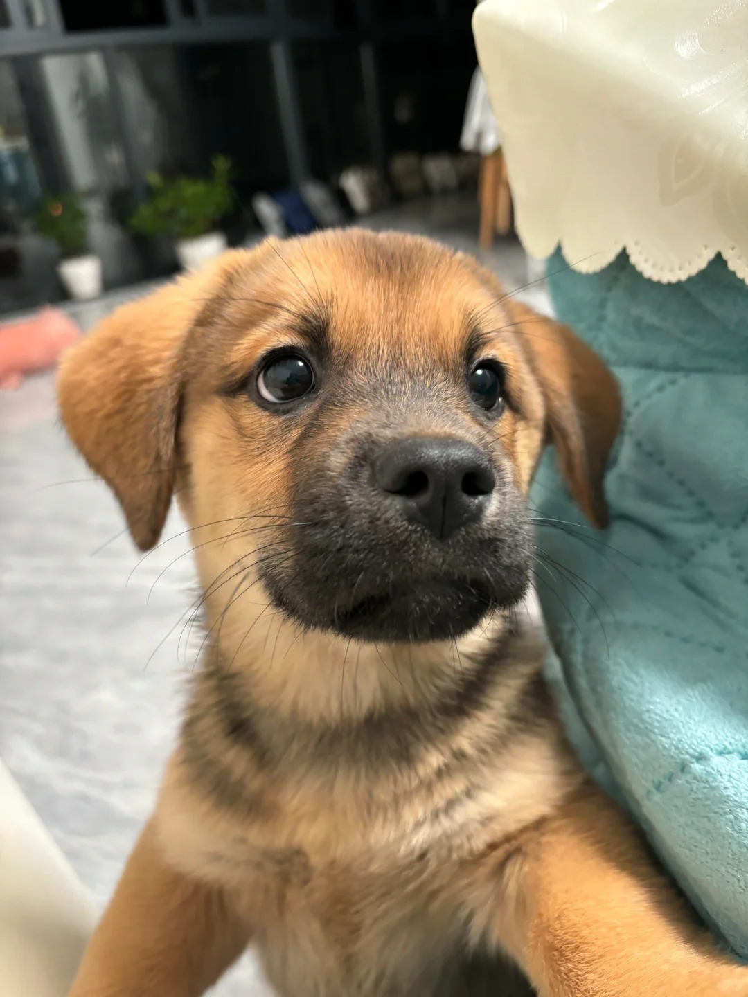 狗狗疫苗接種攻略|狂犬病、萊姆病、十合一疫苗多久打一次?費用怎麼算?成犬疫苗幼犬疫苗 狗狗疫苗