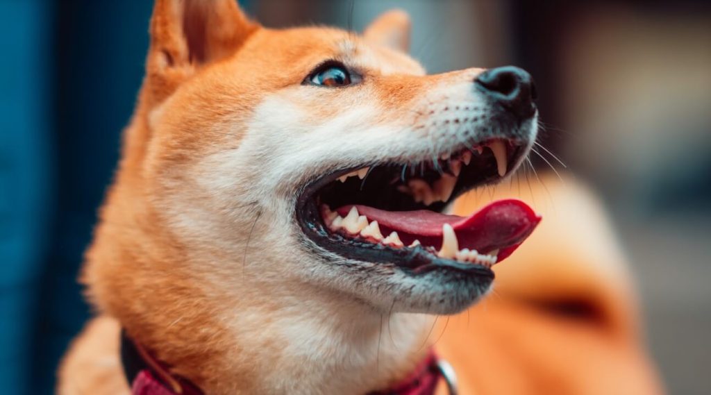叮咚News｜分享新奇與樂趣 - 狗狗使用潔牙骨還是要刷牙