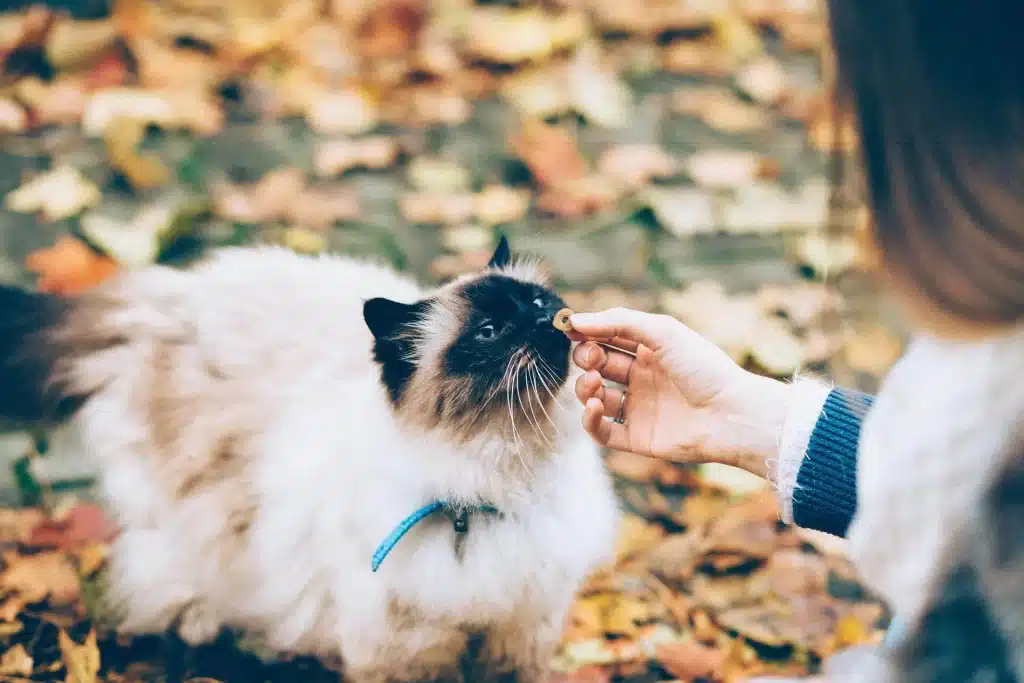 叮咚News｜分享新奇與樂趣 - 圖片1 近幾年養貓風潮興起，正確的飼養觀念與知識更是不可或缺 圖片來源：pixabay