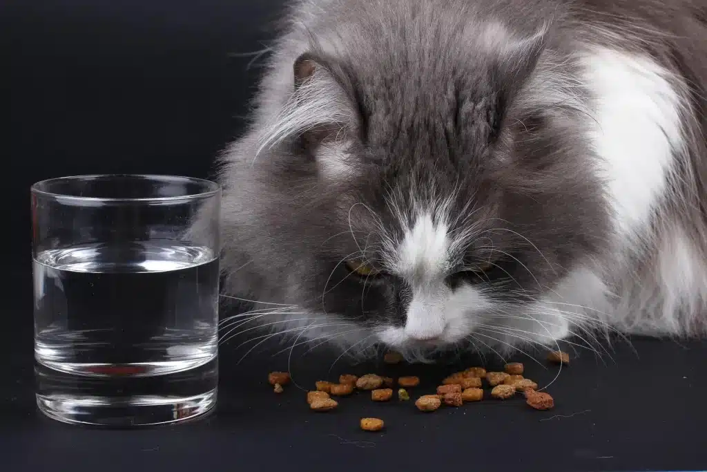 叮咚News｜分享新奇與樂趣 - 圖片3 濕食是根據貓咪的飲食模式模仿出來的 圖片來源：pixabay