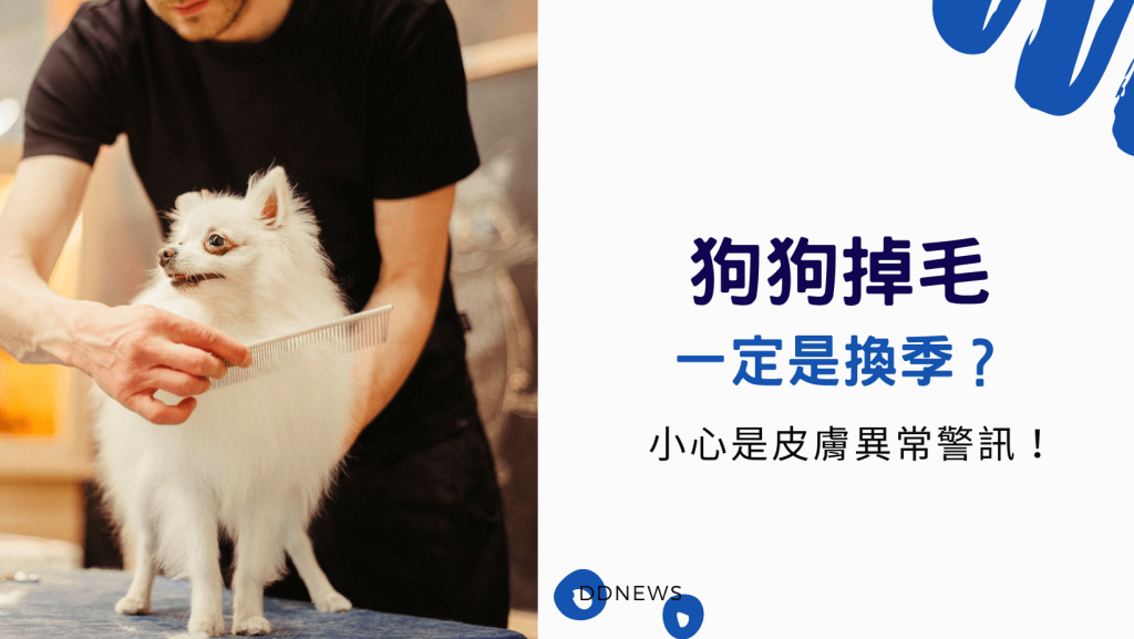 狗狗掉毛
