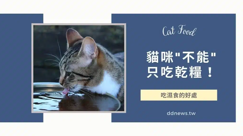 貓只吃乾糧可以嗎