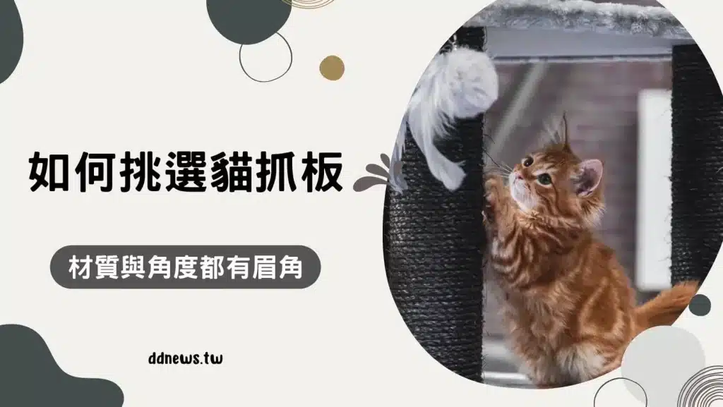 為什麼貓咪喜歡貓抓板