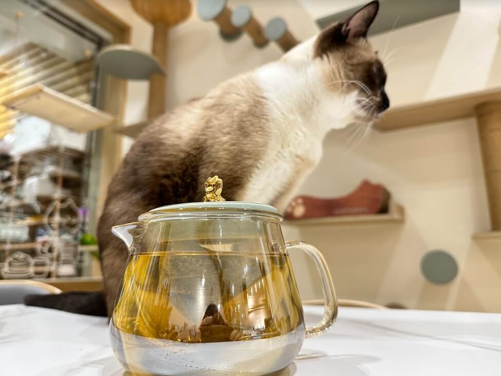 【開箱分享】日暮禾茶綜合品茶組|睡前也能喝的「無咖啡因」花草茶! 9 叮咚News|分享新奇與樂趣 - 圖9 日暮禾茶 菊香花草茶沖泡後