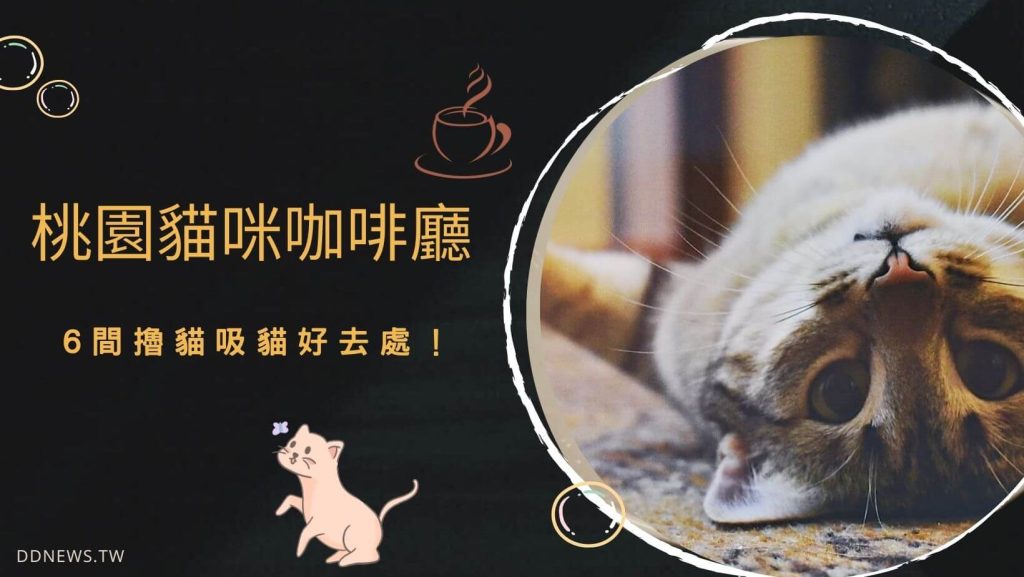 桃園貓咪咖啡廳推薦