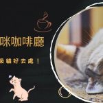 桃園貓咪咖啡廳推薦｜6間擼貓吸貓好去處！