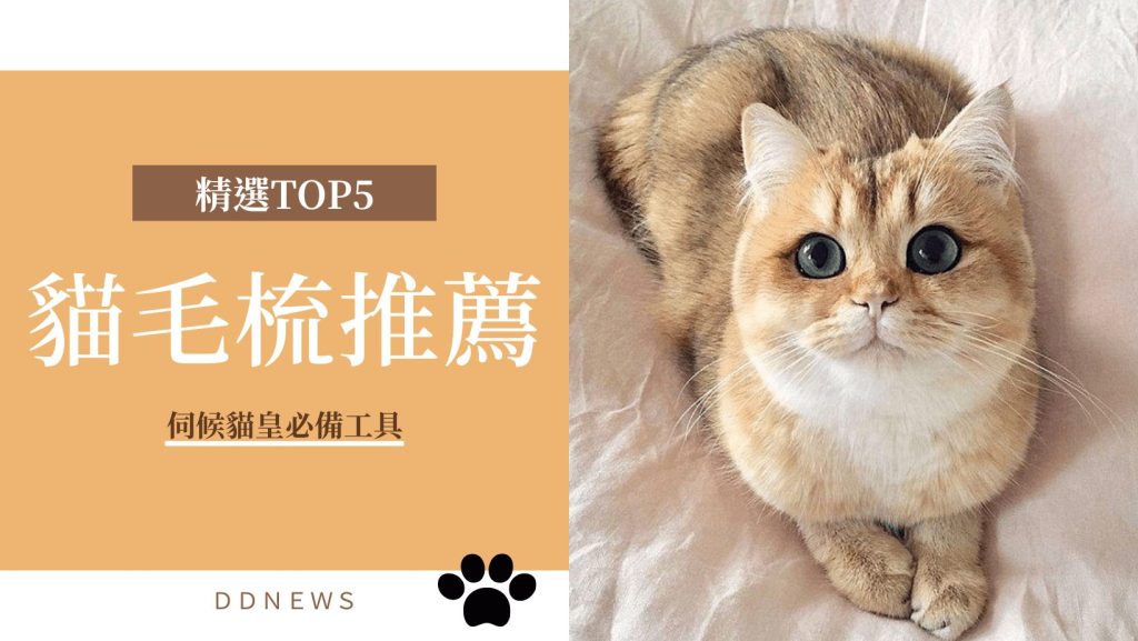 貓毛梳