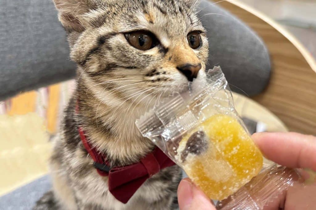 【開箱分享】喝茶也能養身?「光照堂」 漢方天然草本茶,守護你的健康 叮咚News|分享新奇與樂趣