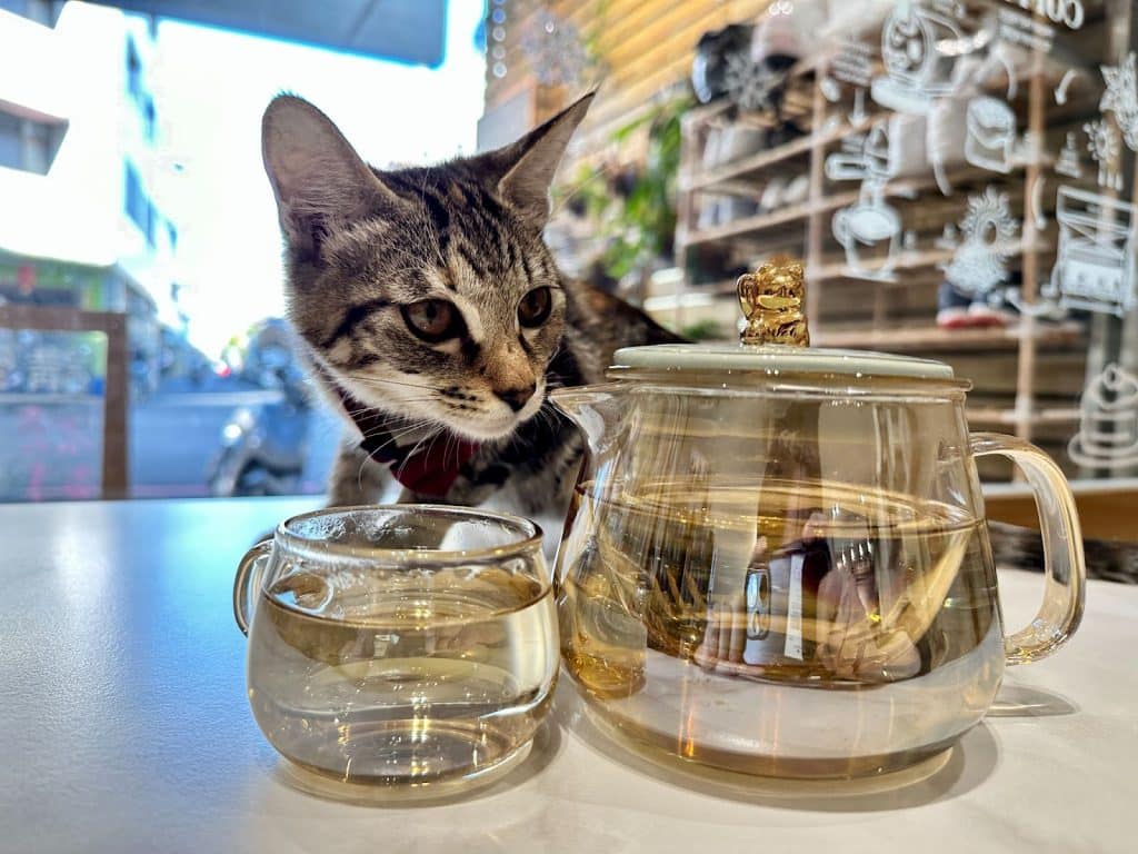 【開箱分享】喝茶也能養身?「光照堂」 漢方天然草本茶,守護你的健康 叮咚News|分享新奇與樂趣