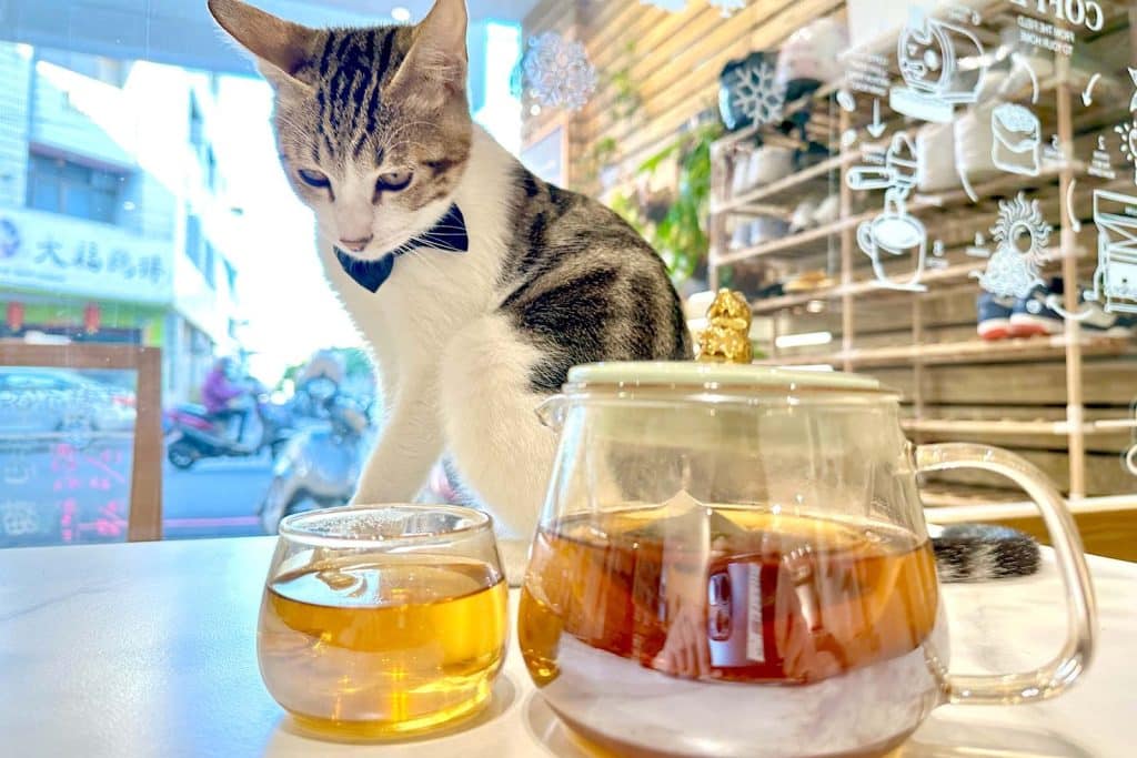 【開箱分享】喝茶也能養身?「光照堂」 漢方天然草本茶,守護你的健康 叮咚News|分享新奇與樂趣