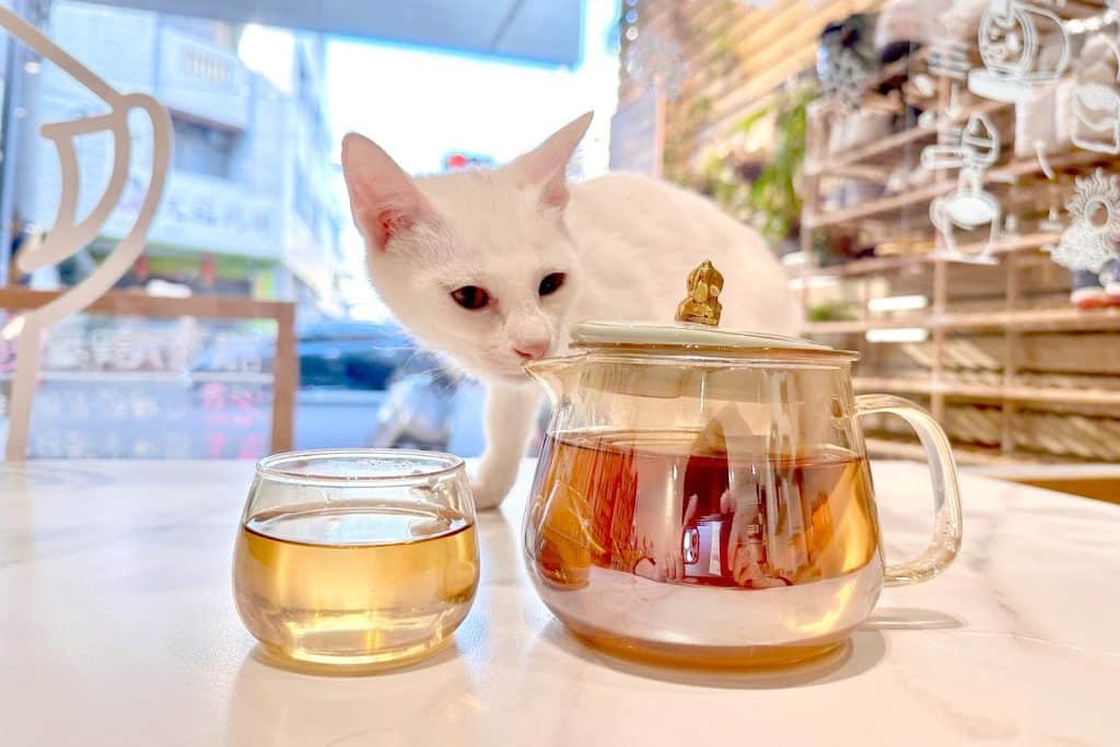 【開箱分享】喝茶也能養身?「光照堂」 漢方天然草本茶,守護你的健康 叮咚News|分享新奇與樂趣