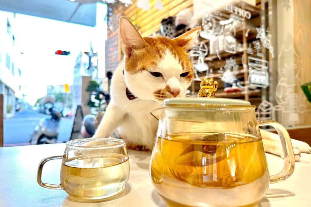 【開箱分享】喝茶也能養身?「光照堂」 漢方天然草本茶,守護你的健康 叮咚News|分享新奇與樂趣
