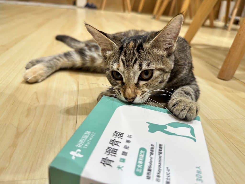 寵物照護|初煦寵醫「骨溜骨溜」犬貓關節保健好物!毛小孩的膝蓋健康專家! 7 叮咚News|分享新奇與樂趣 - image 6