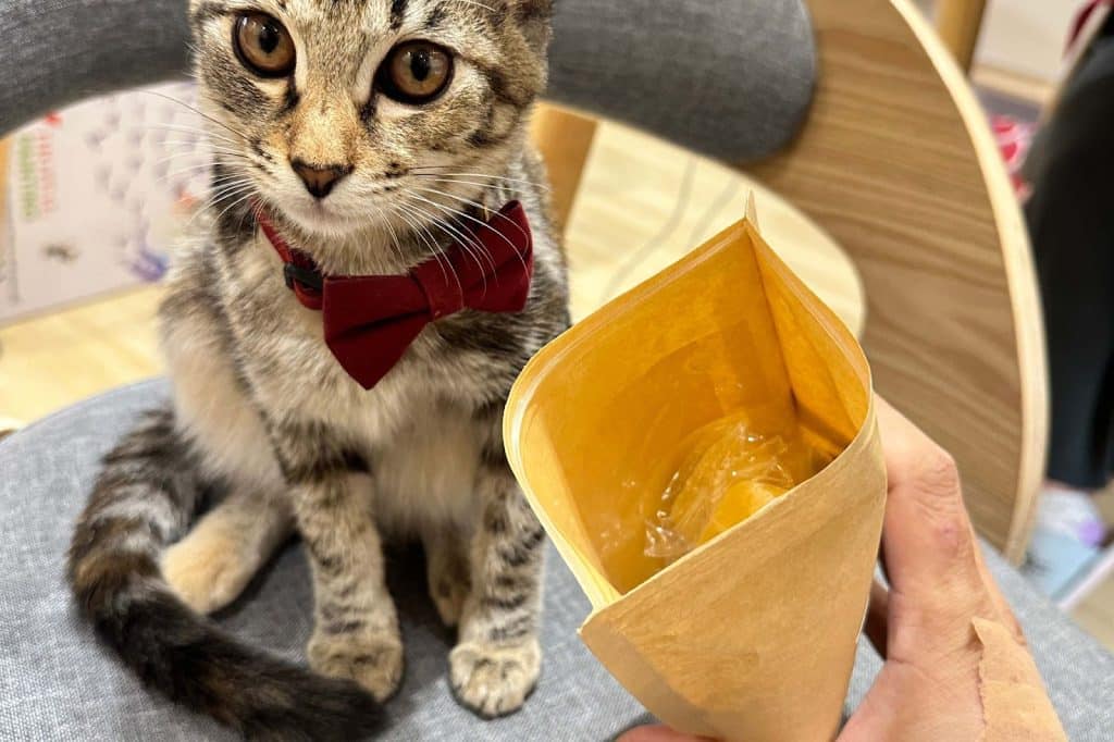 【開箱分享】喝茶也能養身?「光照堂」 漢方天然草本茶,守護你的健康 叮咚News|分享新奇與樂趣