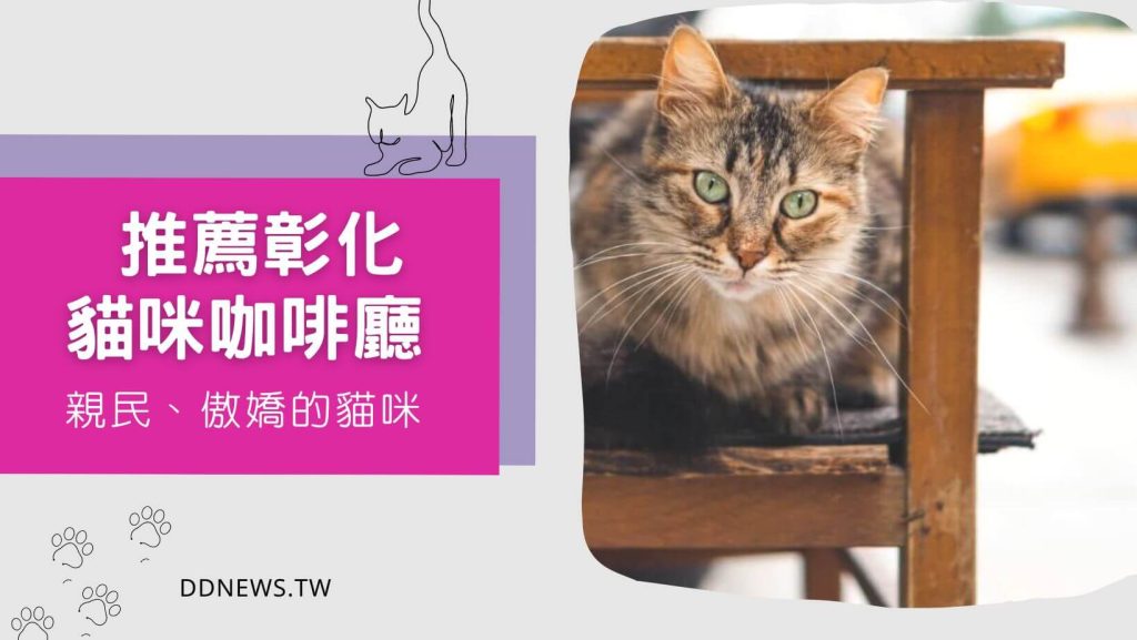 彰化貓咪咖啡廳