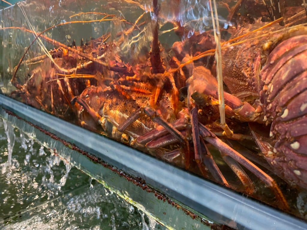 『阿興生魚片』後壁湖美食|百元綜合生魚片、必點奶油辣泡蝦,超豐富海鮮讓你飽到天靈蓋! 阿興生魚片-龍蝦