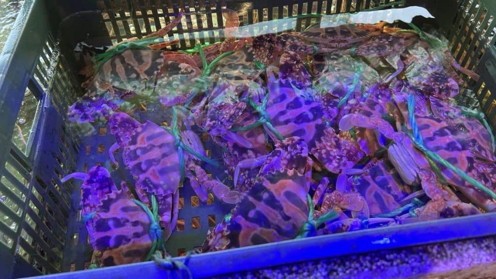 『碧藍灣』大台北超低總價288萬起14-32坪景觀套房|豪華5星級公設、舒適生活圈、投資自住首選推薦 叮咚News|分享新奇與樂趣
