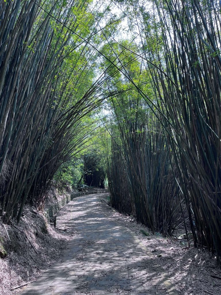 【新北石門景點】茶山步道|空氣也會回甘-沈醉在山海相望的馥郁茶香裡 叮咚News|分享新奇與樂趣